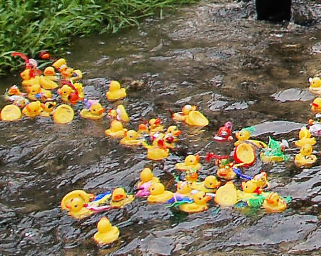 Die Enten sind los.  | Foto: Wunderle