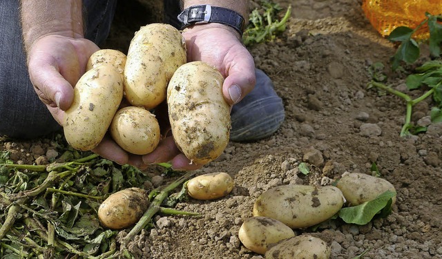 Die Ernteergebnisse beim Start der  Frhkartoffelsaison sind vielversprechend.  | Foto: Christel Hlter-Hassler