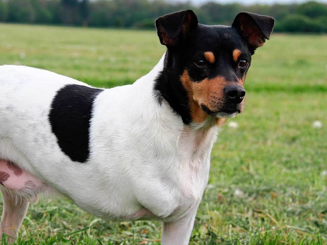 Kommt gut mit seiner Behinderung zurecht: Anko  | Foto: Tierheim