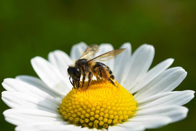 Hochsensible Insekten: Bald knnten Ho...bei der Suche nach  Sprengstoff helfen  | Foto: dpa