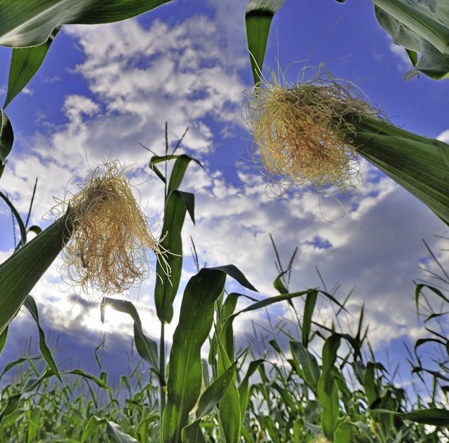 Um den Mais gibt es stndig Streit.  | Foto: Gollrad