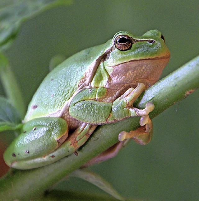 Quaken im geplanten Teich am Stegener Gewerbegebiet bald die Frsche?   | Foto:  dpa