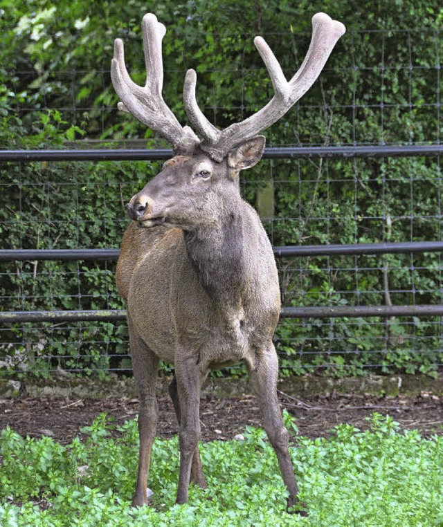 Der letzte Wapiti-Hirsch muss gehen; e...ns Konzept des Tierparks Lange Erlen.   | Foto: daniel Gramespacher