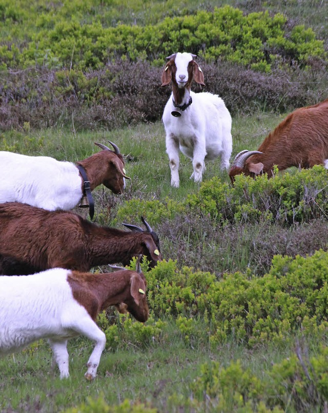 Gemecker am Wegesrand: Ziegen auf dem Menzenschwander Geienpfad  | Foto: Paula Tirschmann