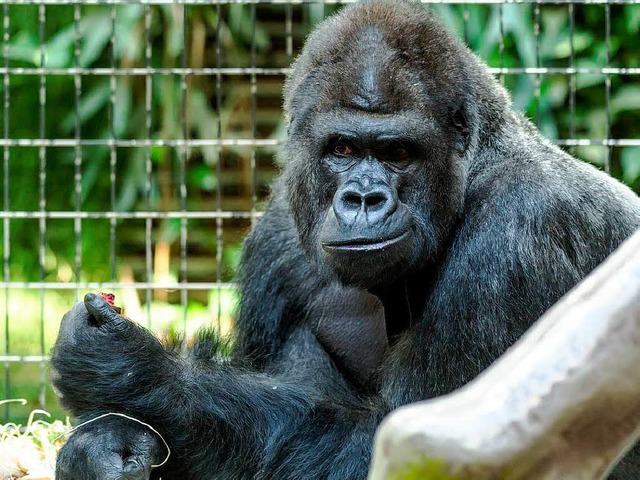 Kisoro   | Foto: Zoo Basel