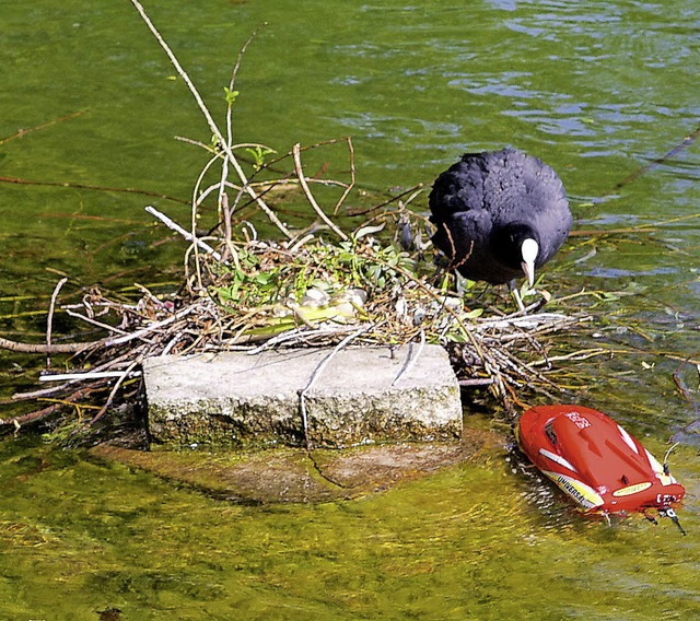 Der rote Strenfried im Teich  | Foto: Zller