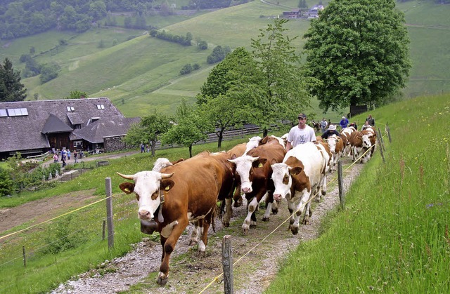 Mit dem Auftrieb von 65 Rindern auf di...egann im Mnstertal die  Weidesaison.   | Foto: Eberhard Gross