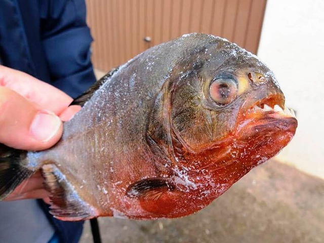 Piranha eiskalt: Der Angler hat seinen...heimischen Tiefkhltruhe  eingefroren.  | Foto: Jeannette Ferin