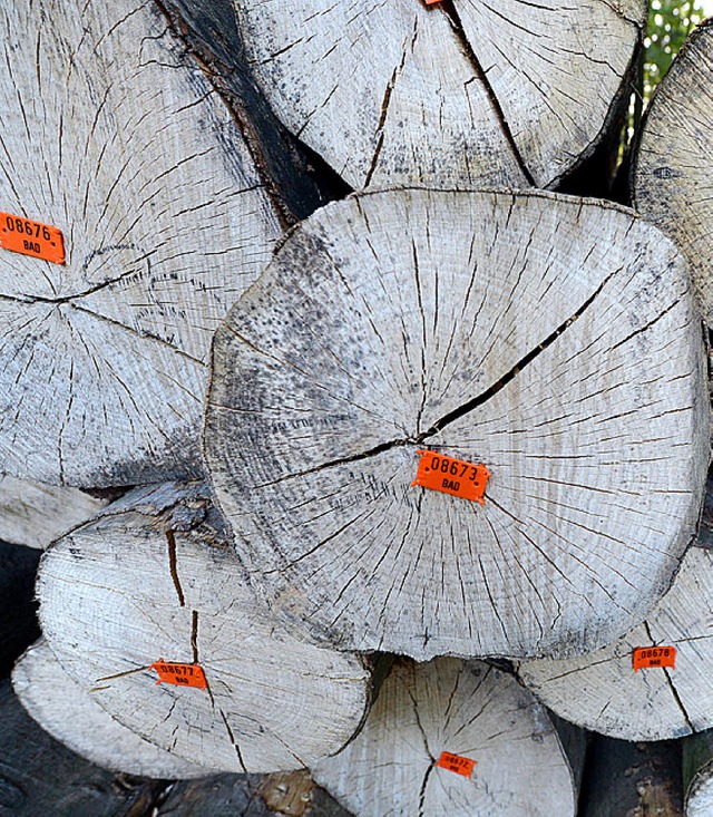 Waldbesitzer sollen ihr Holz knftig selbst vermarkten.   | Foto: dpa