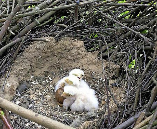 Blick ins Nest mit vier Falkenkken  und einem Ei   | Foto: Feuerwehr