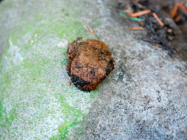 Wahrscheinlich einen Schleimtrffel, s...hat ein Mann auf dem Neufeld gefunden.  | Foto: Ralf H. Dorweiler