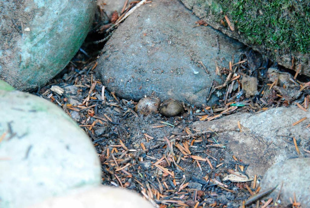 Wahrscheinlich einen Schleimtrüffel, s...hat ein Mann auf dem Neufeld gefunden.  | Foto: Ralf H. Dorweiler