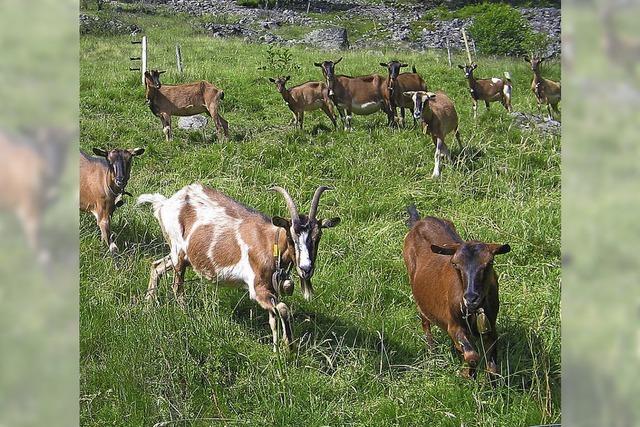 Naturpflege mit weniger Ziegen