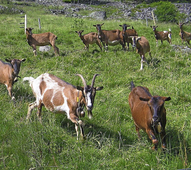 Ein Fall fr Ziegen: dichtes Gras und Gestrpp in unwegsamen Gelnde  | Foto: zvg