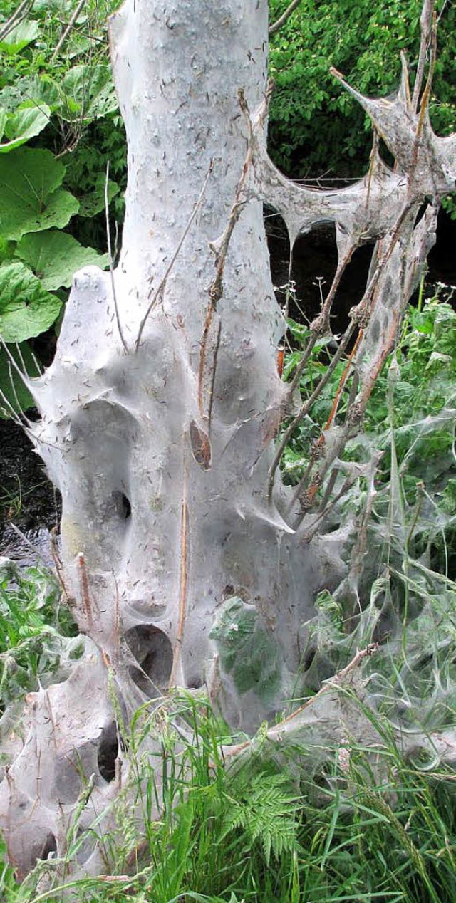 Verhllungsknstler sind die Traubenkirschen-Gespinstmotten  | Foto: Andreas Schellbach