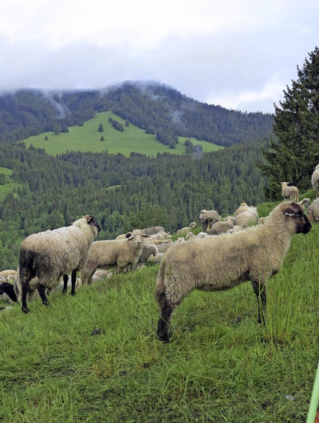 Die Land- und Forstwirtschaft soll vom...luss fr einen Beitritt der Gemeinde.   | Foto: Ute Maier