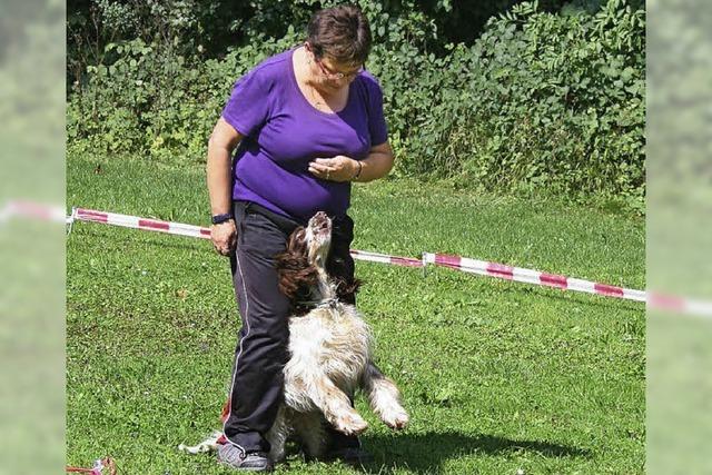 Tanzen, drehen, rollen und auf Kommando sitzen