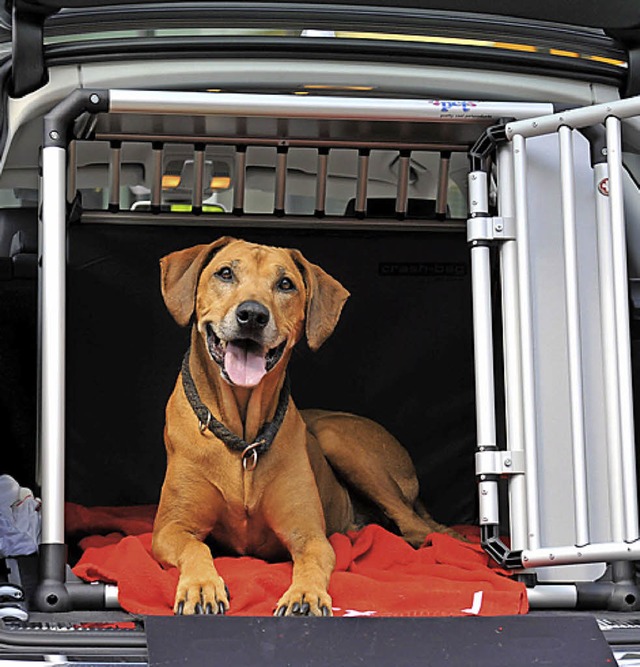 Hunde im Autourlaub mssen geimpft sein.   | Foto: dpa