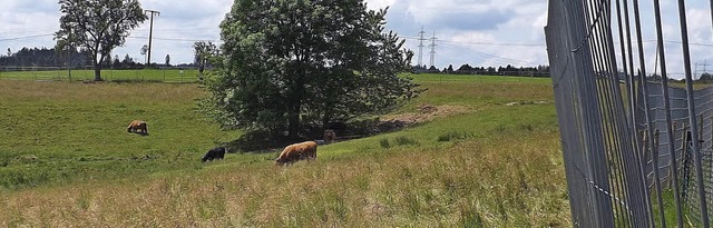 Diese Weide in Wieladingen war schotti...enzern aus der eingezunten Wiese aus.  | Foto: wolfgang adam