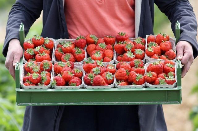 Aussiedlerhof bei Merdingen: Harte Arbeit fr se Erdbeeren