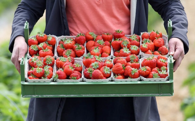 Der Verlauf der Ernte war bisher gut.  | Foto: dpa