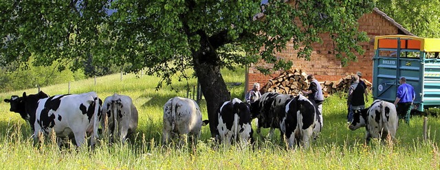 Vom Viehanhnger an die Weide: Auch in...ideauftrieb weitestgehend reibungslos.  | Foto: Rolf-Dieter Kanmacher