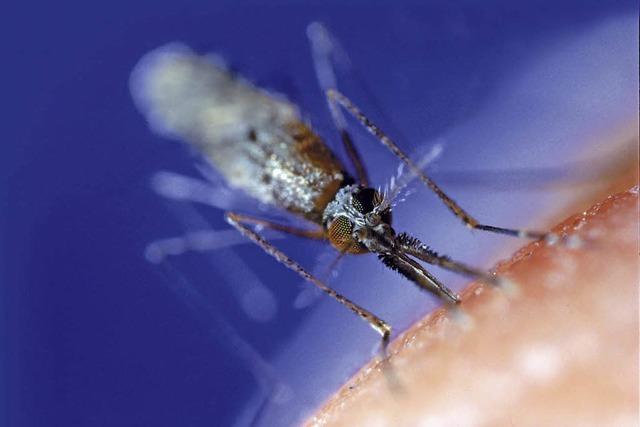 Kampf gegen Malaria: Die Zeugung weiblicher Nachkommen verhindern
