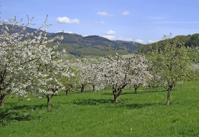 Streuobstwiesen sind auch fr Vgel wichtig.   | Foto: ZVG