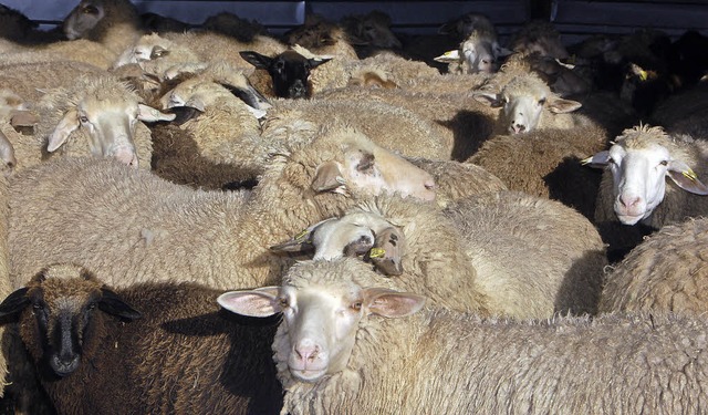 Schafe mit dickem Pelz warten hinter d...itze kann man sich das gut vorstellen.  | Foto: Helena Kiefer