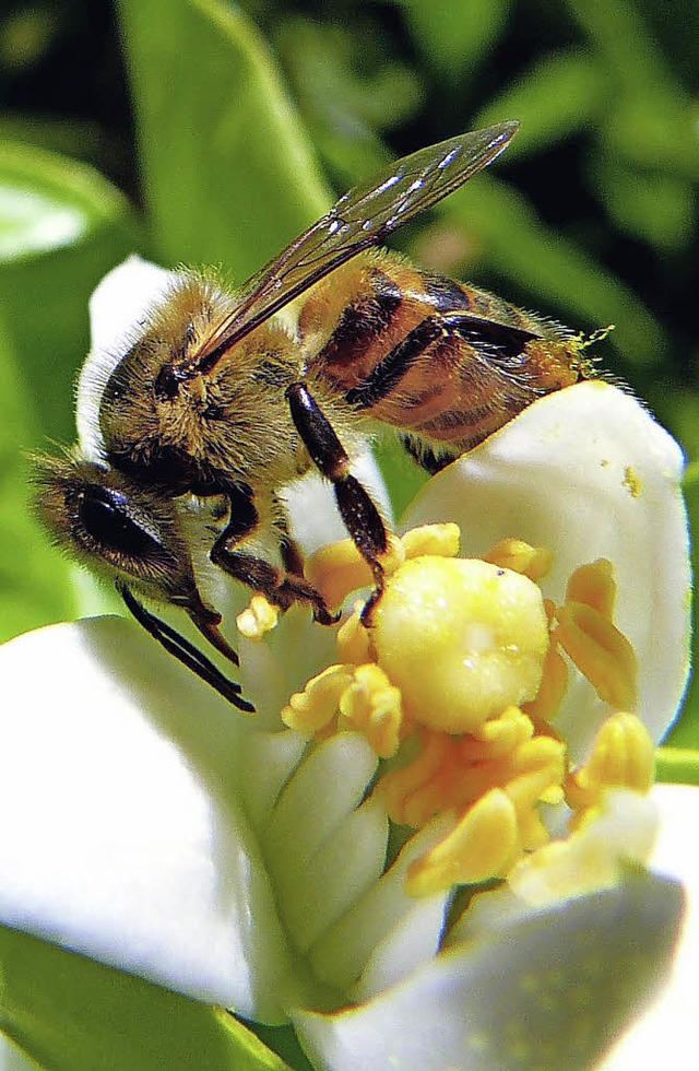 Eine fleiige Biene bei der Arbeit an der Blte.   | Foto: Sabine Gntner