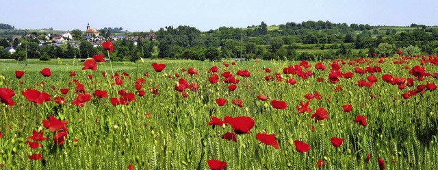 DES SOMMERS PURPURKENZINGEN-NORDWEIL (.... - Im Hintergrund links Tutschfelden.  | Foto: Reiner Merz