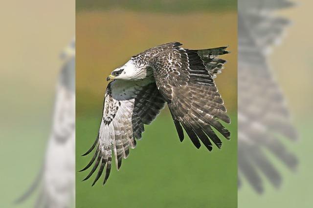 Aggressiver Greifvogel attackiert Jogger