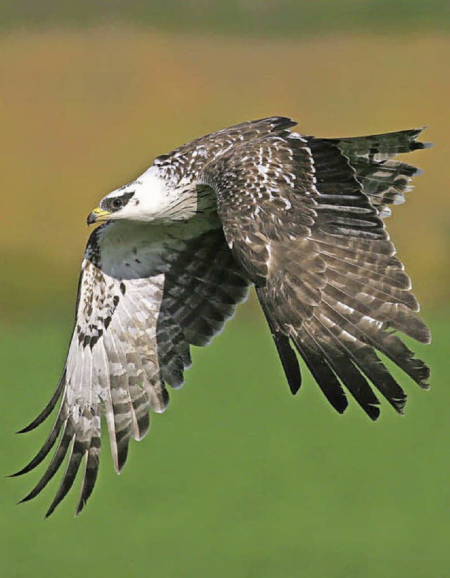 Auf einen aggressiven Greifvogel &#821...11; traf am Mittwochabend ein Jogger.   | Foto: Fotolia