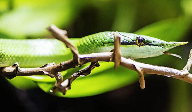 Eine Spitznasennatter aus dem Basler Zoo.   | Foto: Zoo Basel