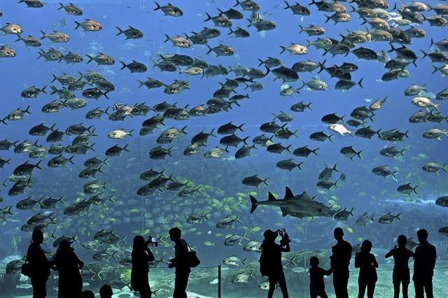Chinas Aquarium der Superlativen