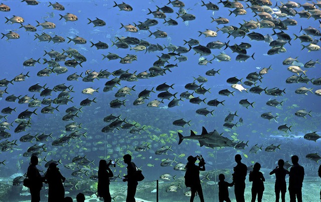 Fische, so weit das Auge reicht: Das w...rium in China ist ein Anziehungspunkt.  | Foto: AFP