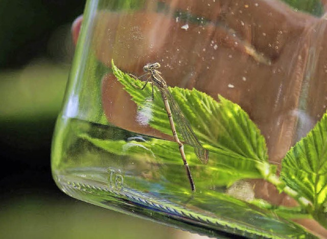 Libelle im Glas: nach eingehender Beob...pfe wieder in die Freiheit entlassen.  | Foto: Christian john