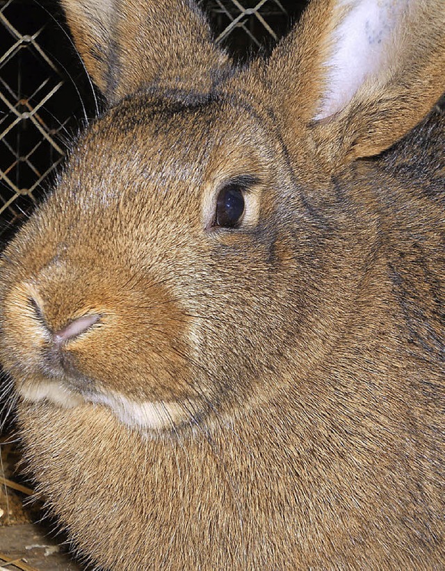 Keine groen Sprnge machen derzeit di...erst  gibt&#8217;s  keine Schau mehr.   | Foto: Paul berger