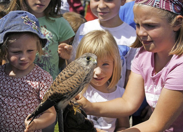Fasziniert, aber auch durchaus skeptis...inen Falken auf den Falknerhandschuh.   | Foto: heidi fssel