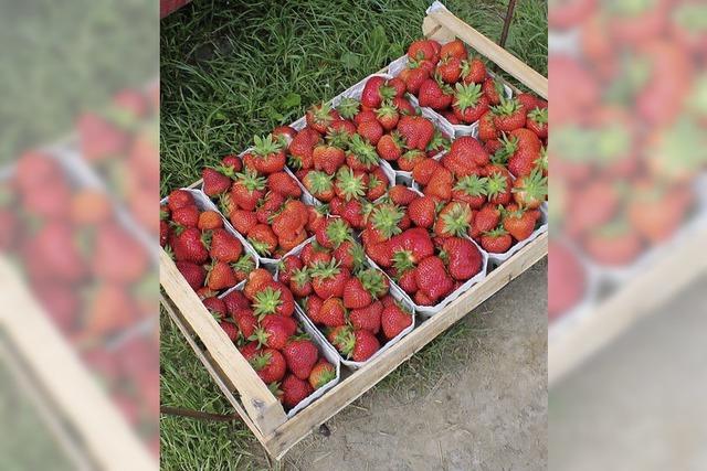 Täglich 300 Paletten Erdbeeren