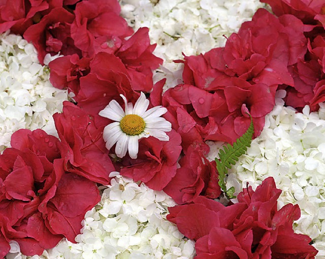 ber Blumen fhrt die Fronleichnamsprozession.   | Foto: dpa