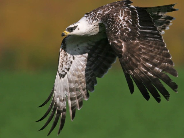 In der Brutzeit ist mit Greifvgeln nicht zu spaen. Hier ein Wespenbussard.  | Foto: Joachim Neumann