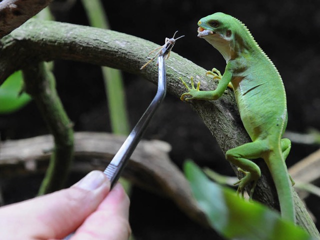 Nein, ein Leguan war nicht in dem Pake...Leguan in Bremerhaven gereicht werden.  | Foto: dpa