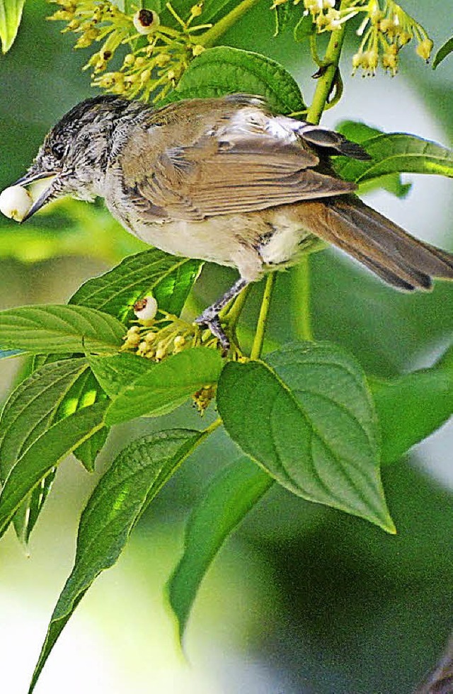 Der Gesang einer Mnchsgrasmcke begle...r lehrreichen  Vogelstimmenwanderung.   | Foto: Privat