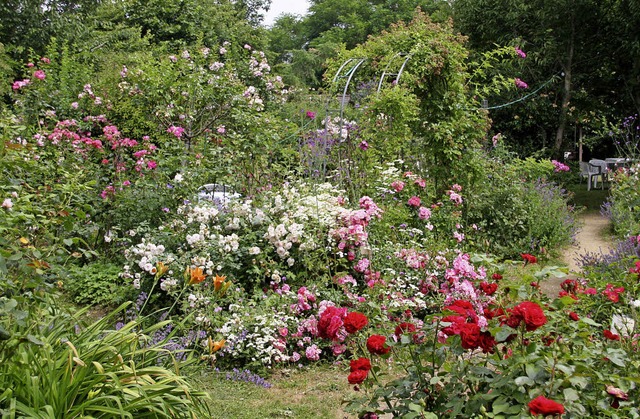 <Text>Rosen in voller Blte und groer...eimer Rosengarten zu bewundern.</Text>  | Foto: Hans Jrgen Kugler