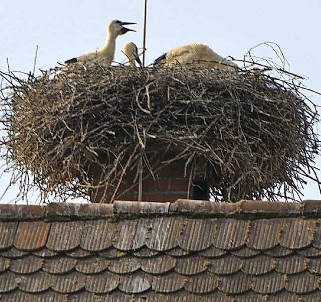 Manche mgen&#8217;s hei: Tannenkirch...auf den Kamin des Pfarrhauses gezogen.  | Foto: M. Maier