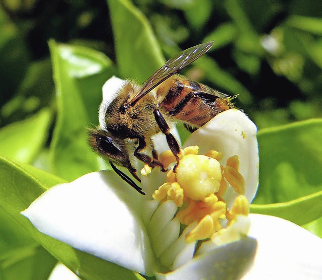 Fleiig sind Bienen  | Foto: Gntner