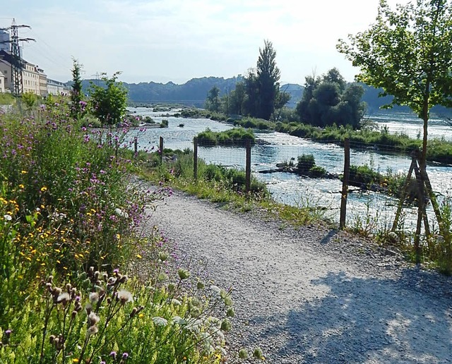 Entlang des idyllischen Rheinuferrundw...und Mitmachaktionen fr Jung und Alt.   | Foto: Claudia gempp