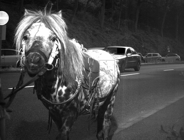 59 Stundenkilometer soll dieses Pferd draufhaben, sagt der Blitzer.  | Foto: dpa