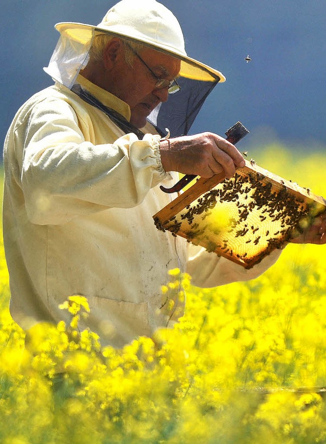 Bienen im Anflug auf den Binzger Sport...in der Material gelagert werden soll.   | Foto: dpa